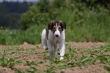 BARZOI 089